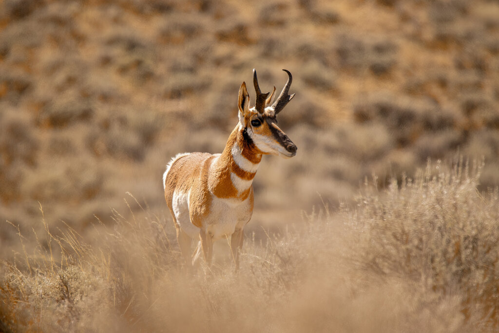 Curiosity brings this Pronghorn buck in for a closer look - Copyright Randy G. Barney Photography.