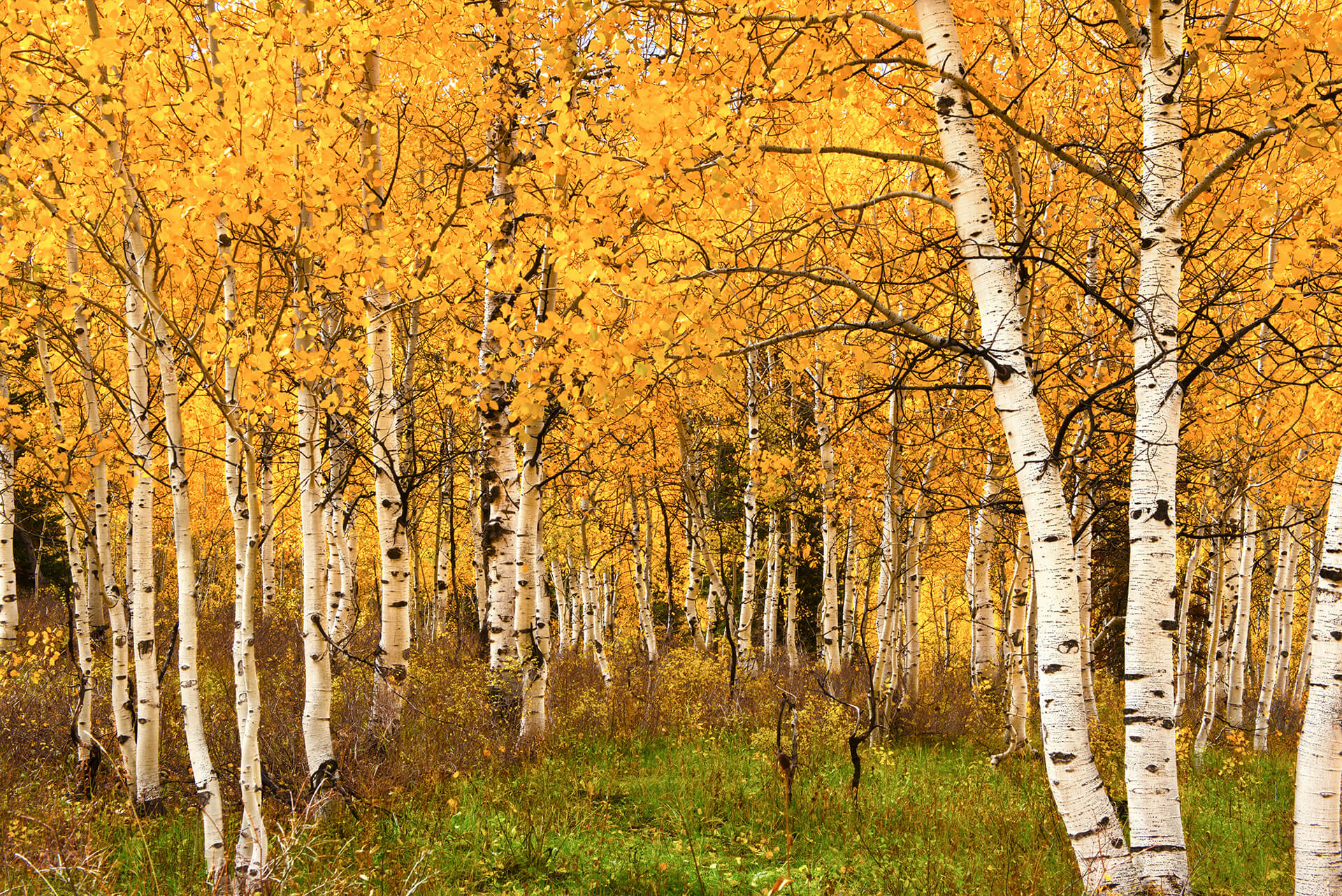 View looking through a quaking aspen grove. The fall leaves have an orange tint - Copyright Randy G. Barney Photography