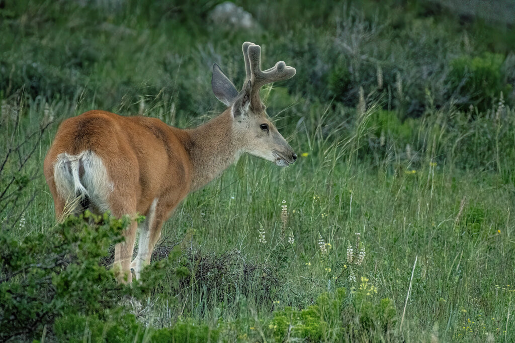 Young Mule Deer Buck in Velvet enjoys breaksfast on the slopes - Copyright Randy G. Barney Photography.