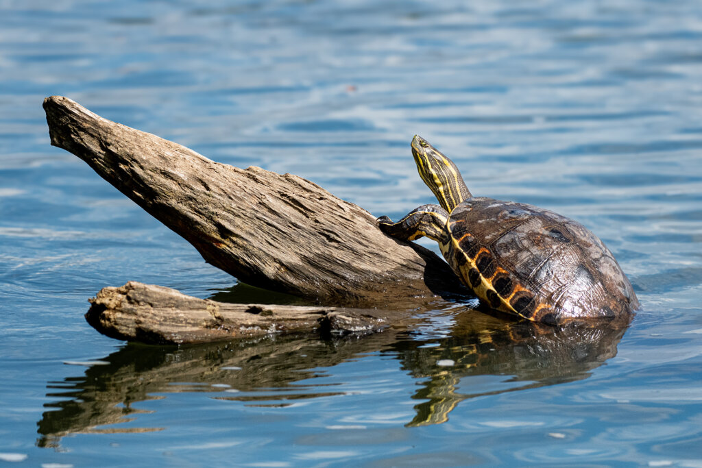 Meso-American Slider Turtlle sunning himself on a log in the Tarcoles River Costa Rica - Copyright - Randy G. Barney