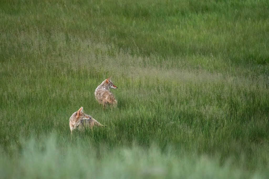 Two Coyotes in this Colorado meadow wait for the rest of the pack - Copyright Randy G. Barney Photography.