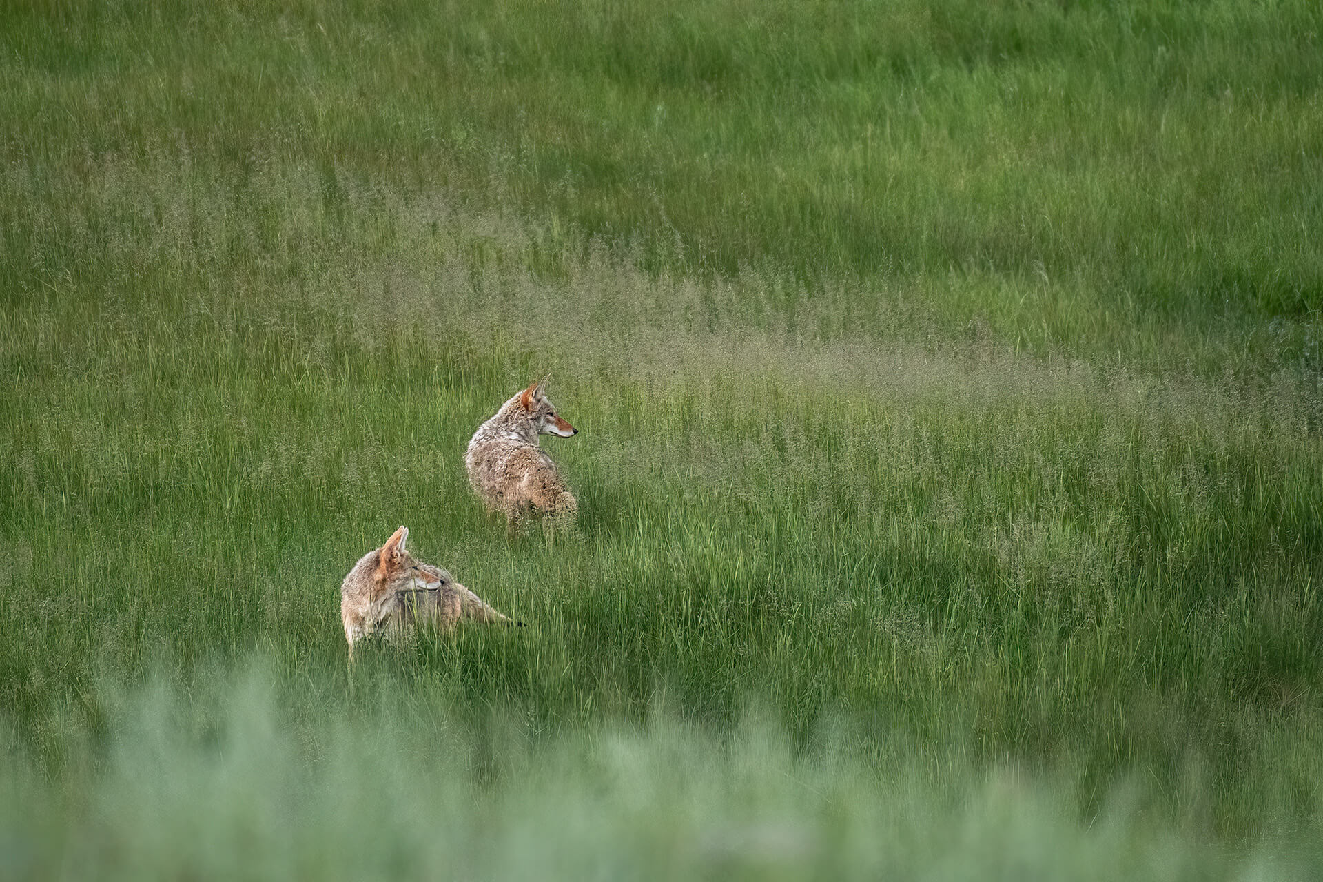 Two Coyotes in this Colorado meadow wait for the rest of the pack - Copyright Randy G. Barney Photography.