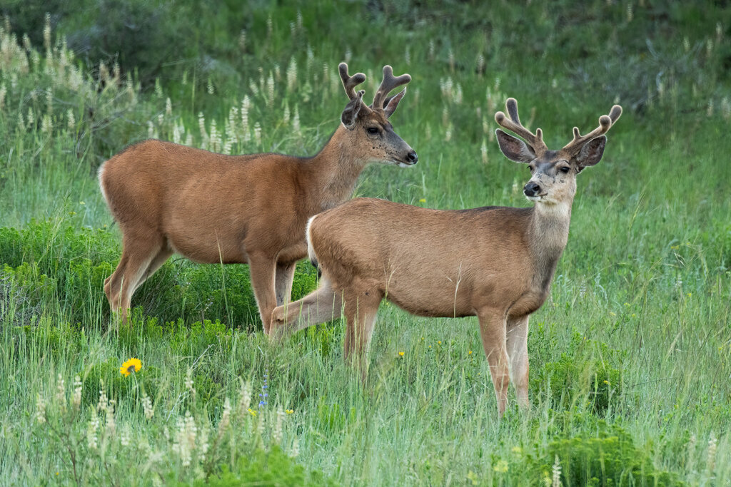 A pair of velvet bucks make their way to the next browsing spot - Copyright Randy G. Barney Photography.
