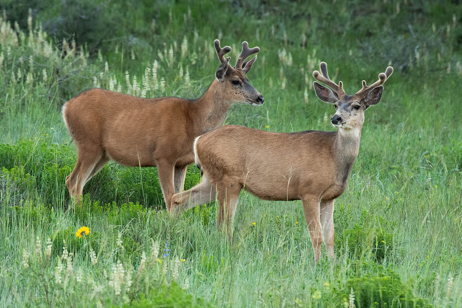 A pair of velvet bucks make their way to the next browsing spot - Copyright Randy G. Barney Photography.