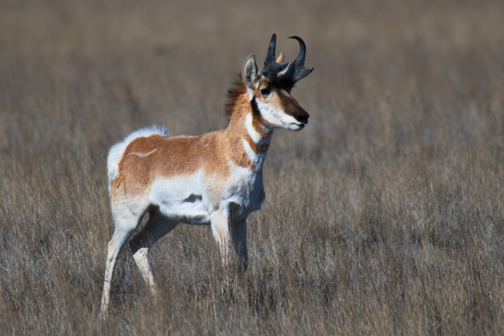 Juvenile pronghorn pauses during a run across the prairie - Copyright Randy G. Barney Photography