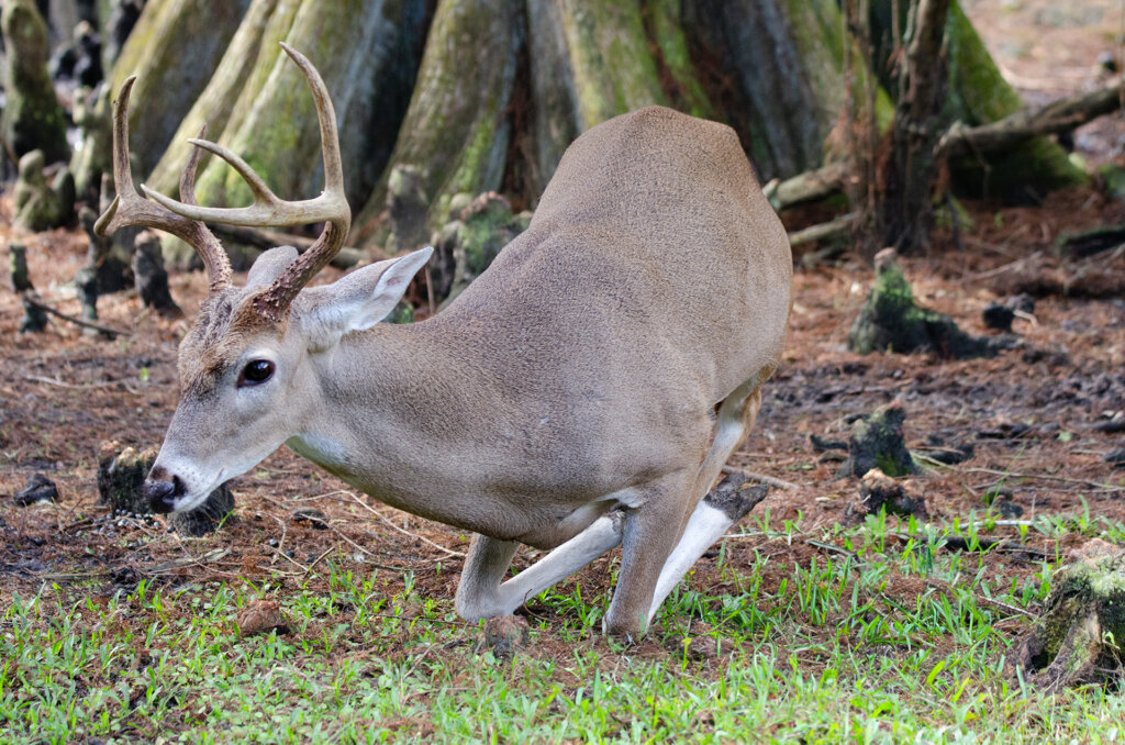 Whitetail Deer in florida takes a break from a hard morning of browsing - Copyright Randy G. Barney Photography