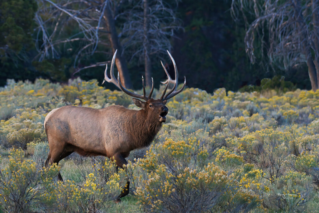 This reagal 6 point Bull Elk issues a challenge to the other bulls - Copyright Randy G. Barney