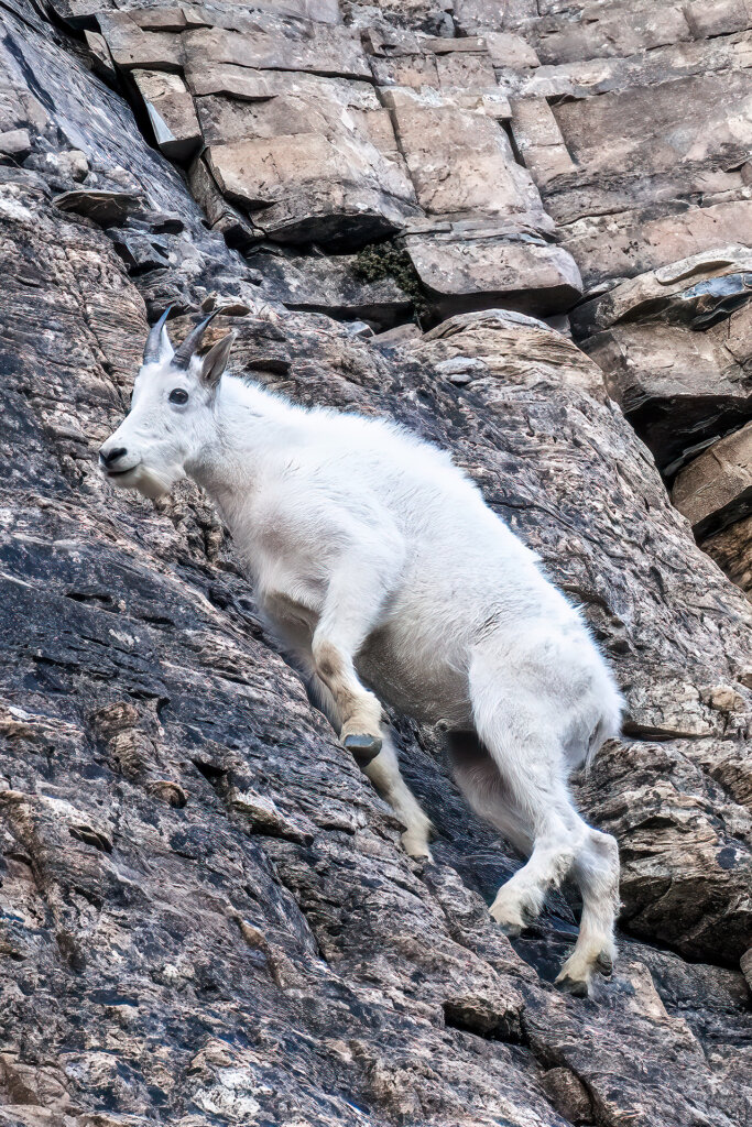 Mountain Goat Heading up the cliffs in Montana - Copyright Randy G. Barney Photography