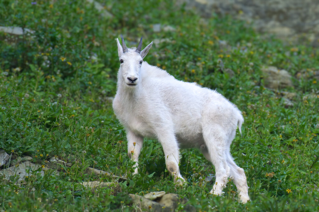 Young Mountain Goat In Montana - Copyright Randy G. Barney Photography