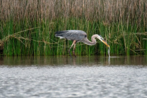 Great Blue Heron searching for food - Copyright Randy G. Barney