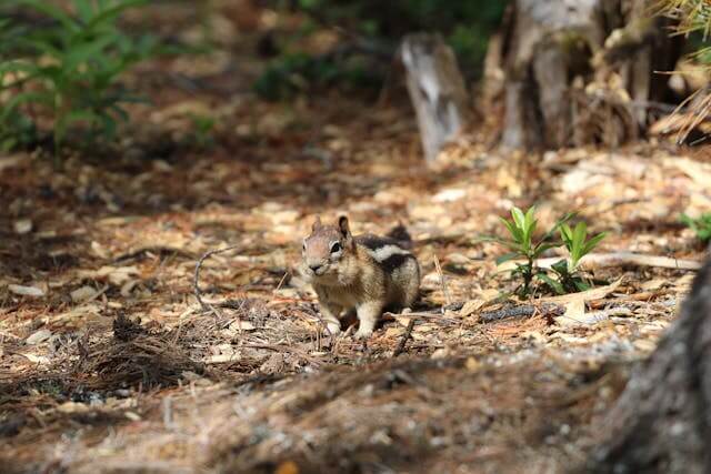 Chipmunk in the distance... Photo by David J. Boozer: https://www.pexels.com/photo/brown-squirrel-on-brown-ground-4699380/