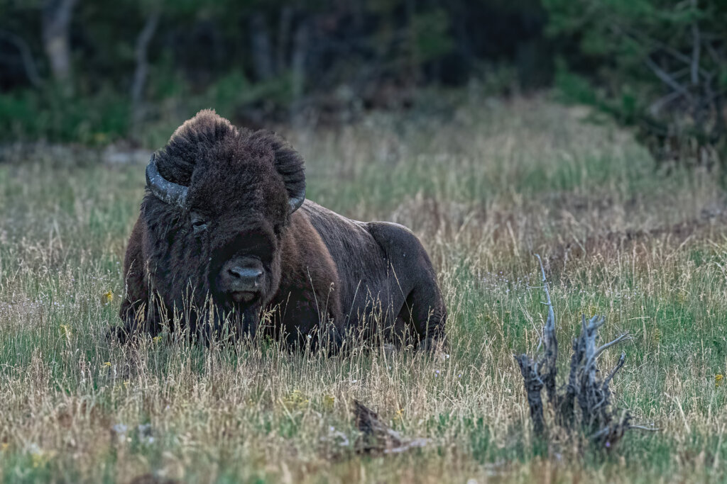 Bull Bison resting before finding breakfast - Copyright Randy G. Barney Photography