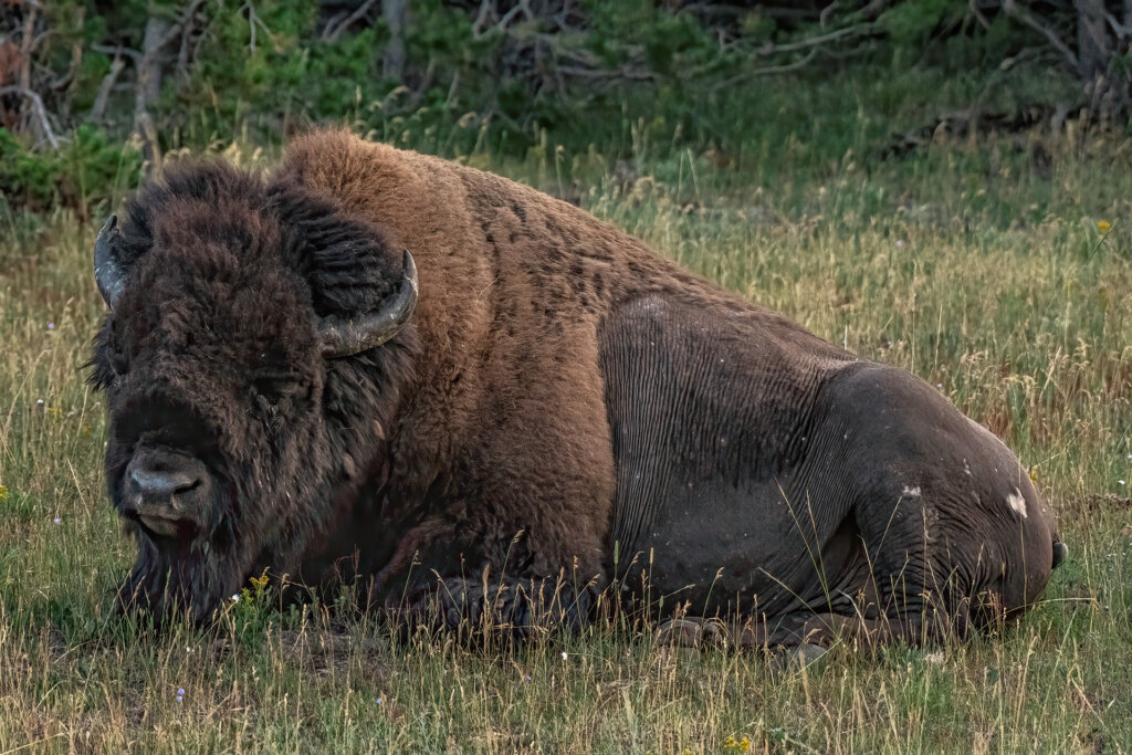 Closeup of a Bull Bison resting before finding breakfast - Copyright Randy G. Barney Photography