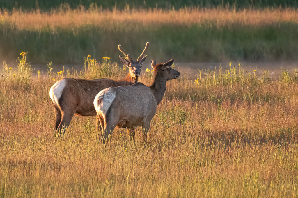 A spike bull Elk hanging out with a Cow Elk during an early morning grazing session - Copyright Randy G Barney Photography.