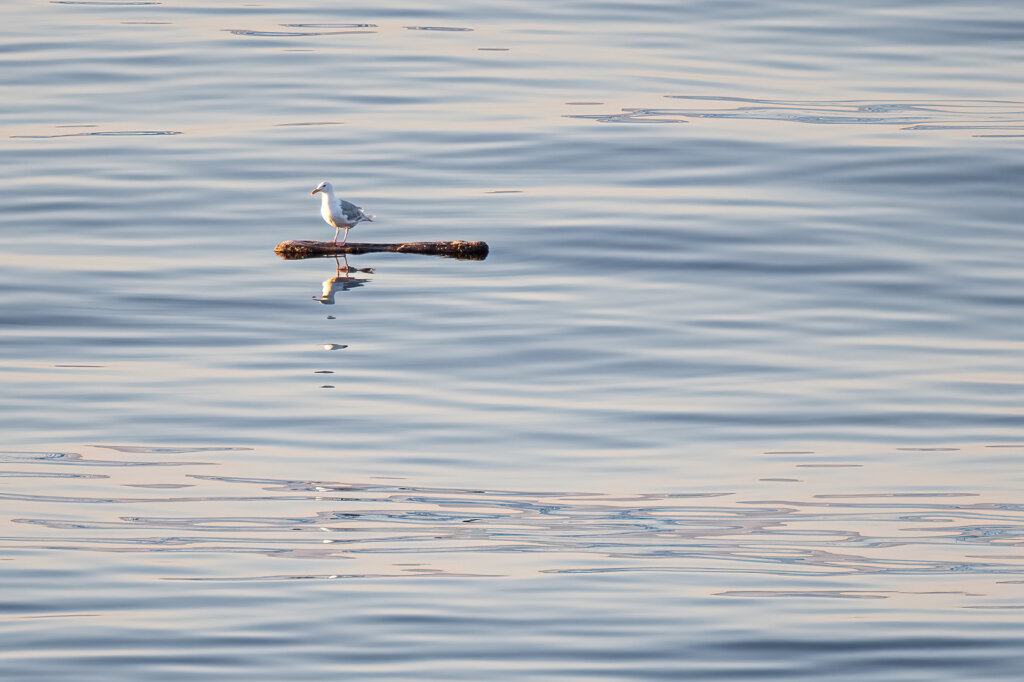 Lone Seagull floating on a log in the calm ocean waters of the inside passage in Alaska - Copyright Randy G Barney Photography