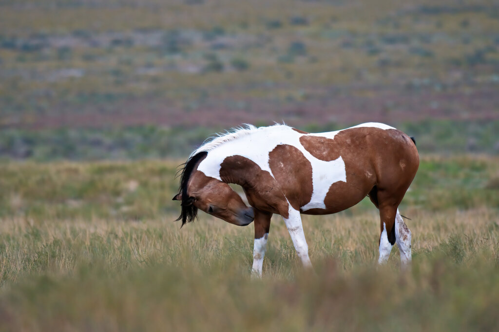 Wild Mustang Pinto taking a break from feeding to scratch his leg - Copyright Randy G Barney Photography.