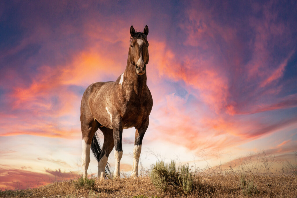 Wild Mustang a top a hill in the west deserts of Utah backed by beautiful red clouds - Copyright Randy G Barney Photography