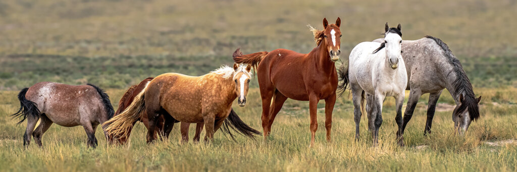 A small heard of Wild Mustangs pause from feeding to check out their surroundings - Copyright Randy G Barney Photography.