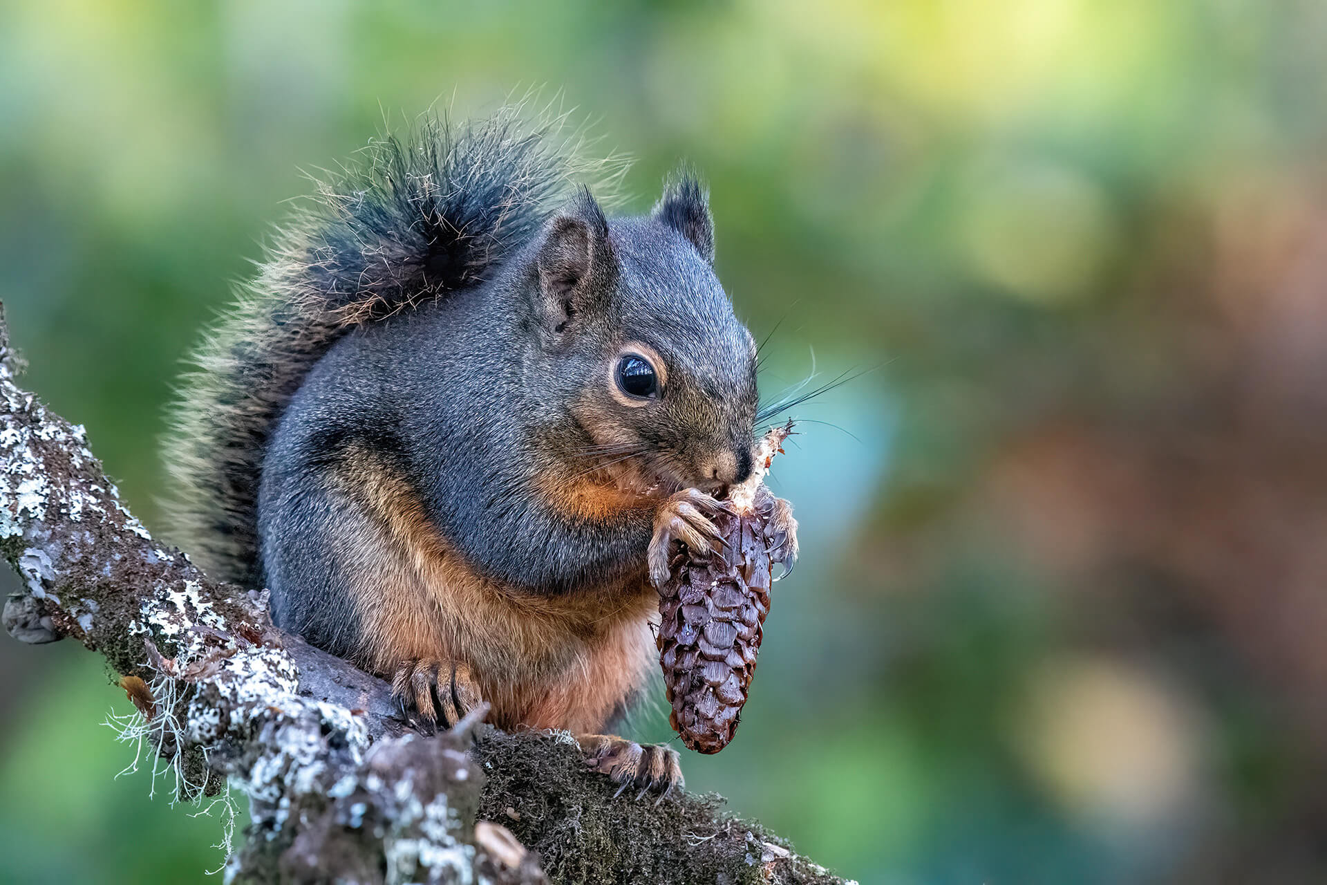 A Douglas Squirrel makes haste on an early morning meal in Pacific Northwest forest - Copyright Randy G. Barney Photography